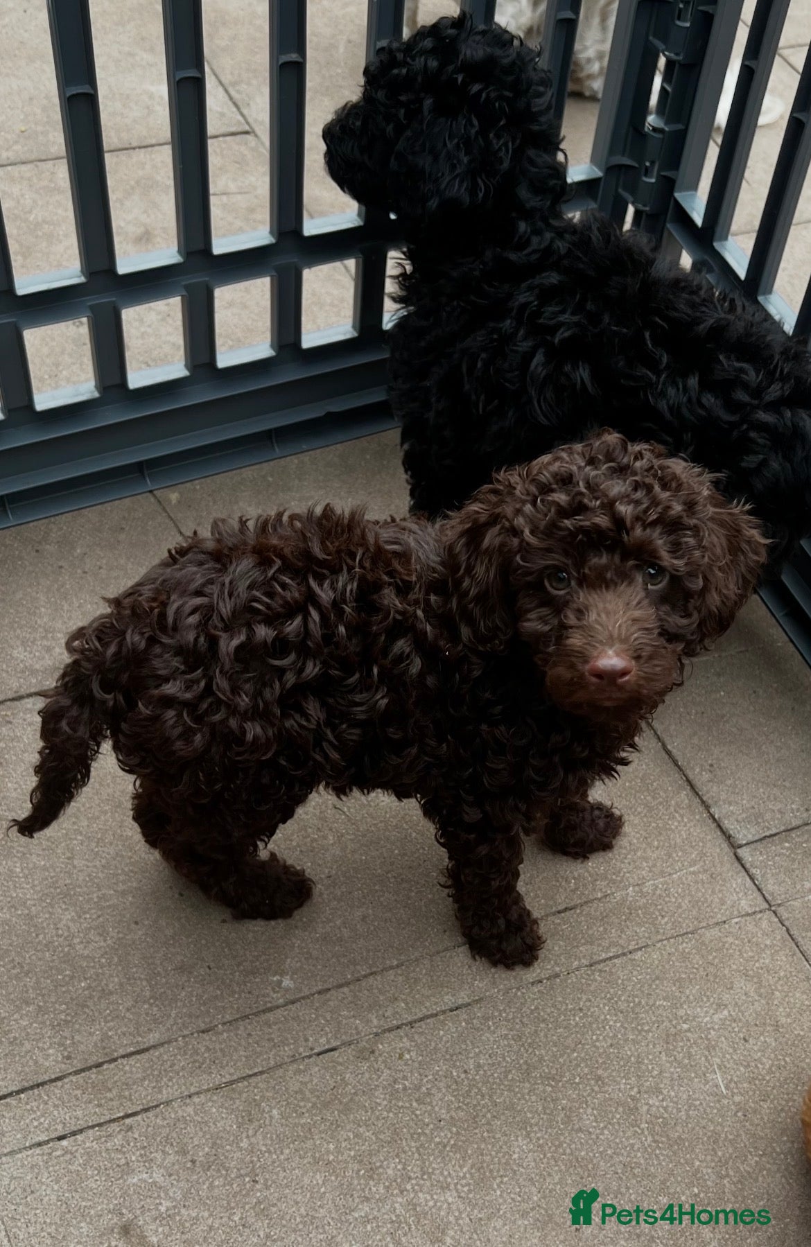 Miniature Poodle dogs  Pure Bred Miniature Poodles - Advert 2