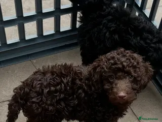 Miniature Poodle dogs Pure Bred Miniature Poodles - Advert 2