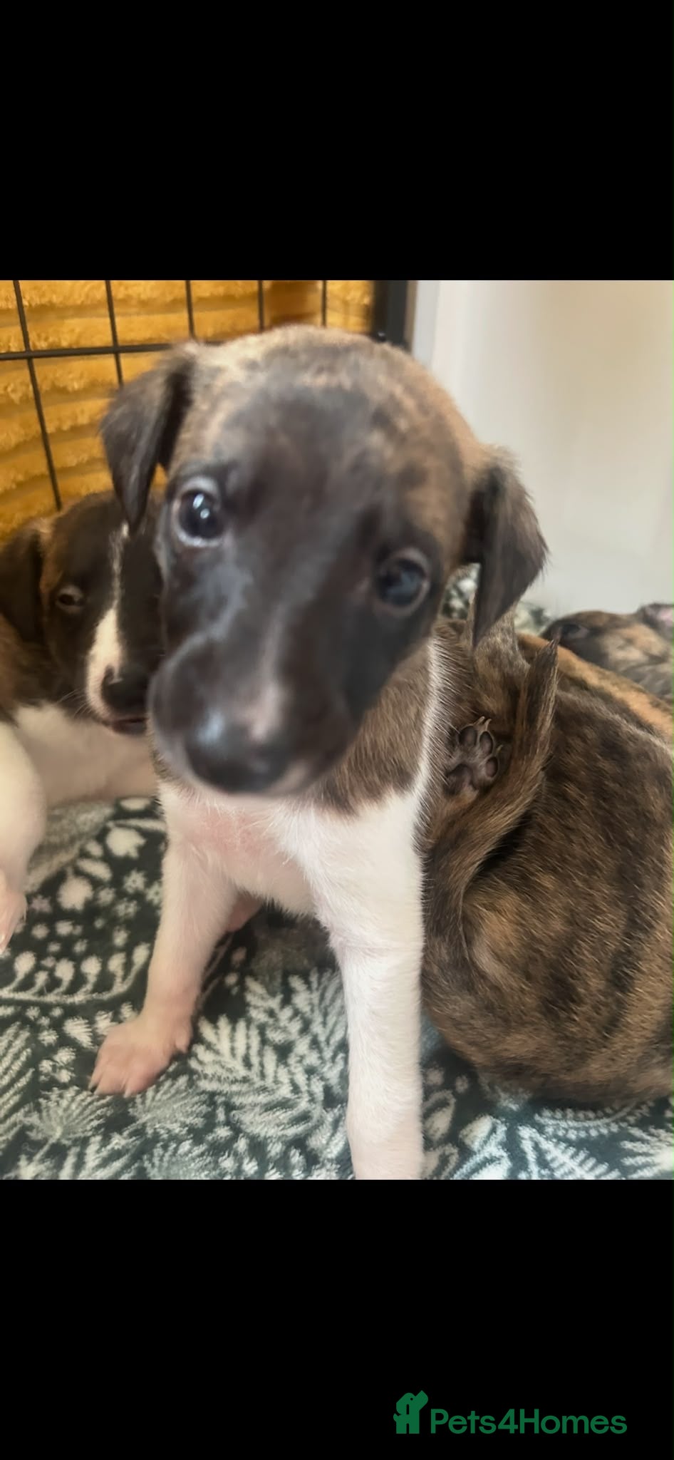 Whippet dogs Stunning pedigree whippet puppies  - Advert 2