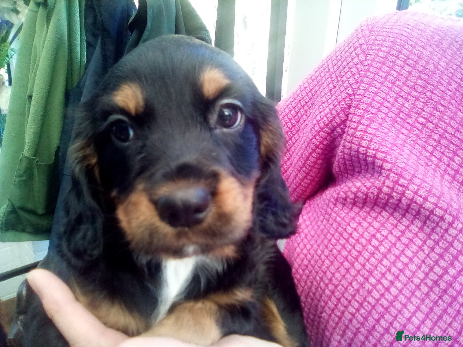 Cocker Spaniel dogs Beautiful Female Pedigree  Working Cocker Spaniels - Advert 2