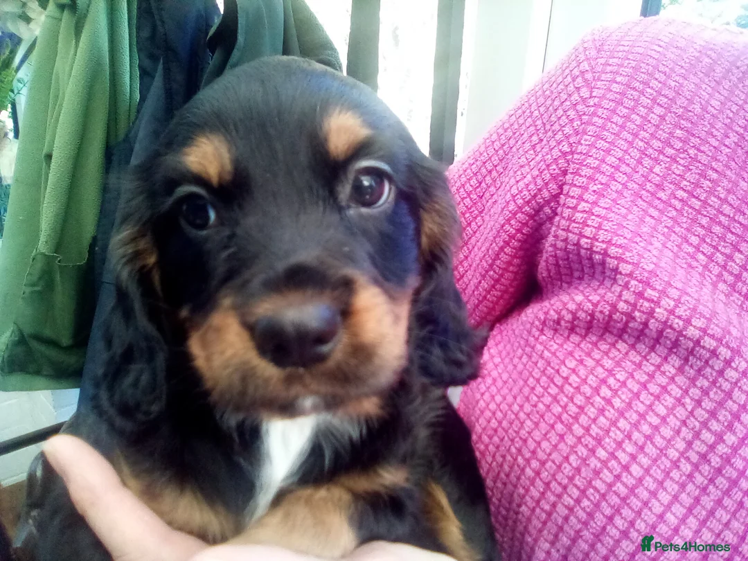 Cocker Spaniel dogs for sale: Beautiful Female Pedigree  Working Cocker Spaniels - Advert 1