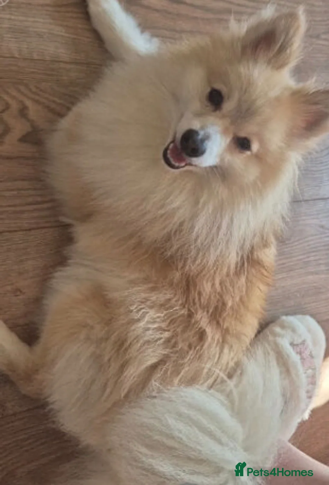 Pomeranian dogs for sale: Cream male Pomeranian  - Advert 3