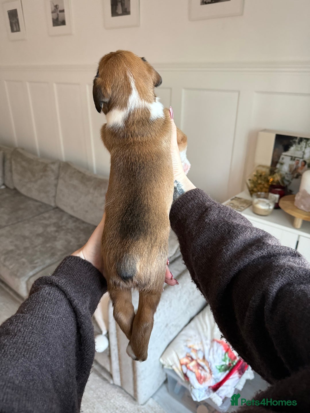 Boxer dogs for sale: 4 CHAMP BLOODLINE CHUNKY BOXER PUPS, bobtail/tail - Advert 19