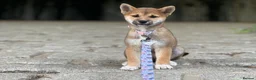 Japanese Shiba Inu dogs for sale: Kc registered Shiba Inu  - Advert 2