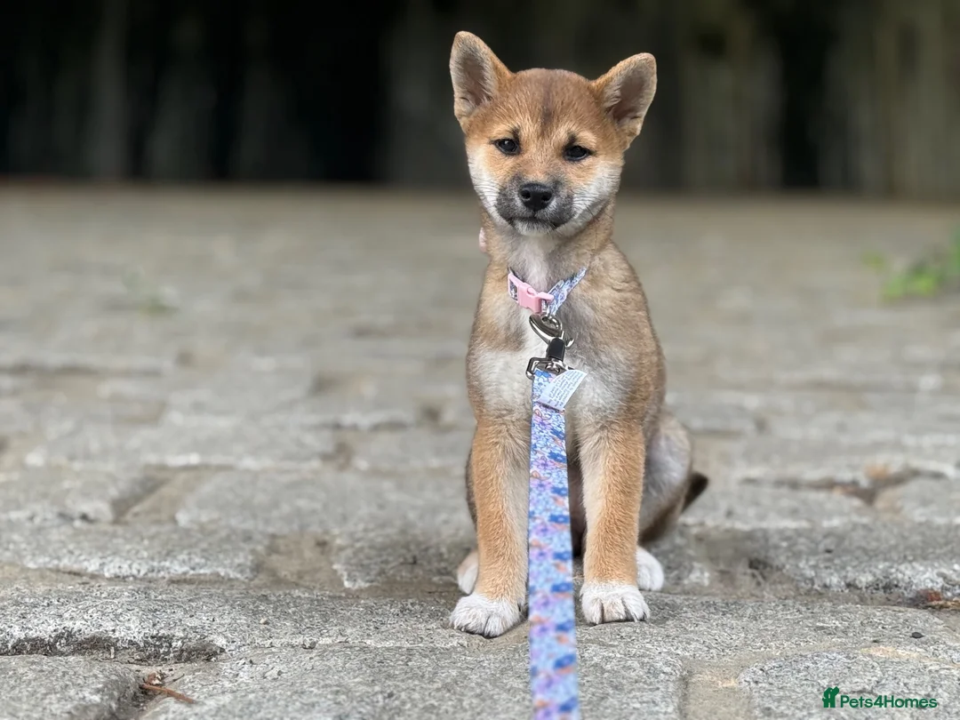 Japanese Shiba Inu dogs for sale: Kc registered Shiba Inu  - Advert 2