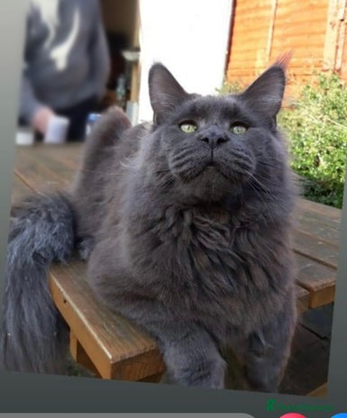 Maine Coon cats Blue Solid Maine Coon for Stud in London - Advert 8