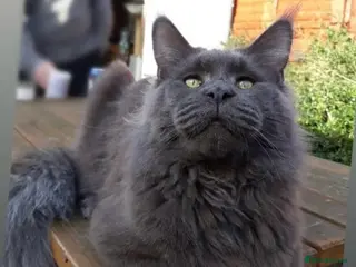 Maine Coon cats Blue Solid Maine Coon for Stud in London - Advert 2
