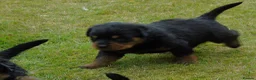 Rottweiler dogs for sale: Rottweiler puppies full German bloodline  in Newton-le-Willows - Advert 7