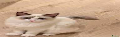 Ragdoll Kitten 3