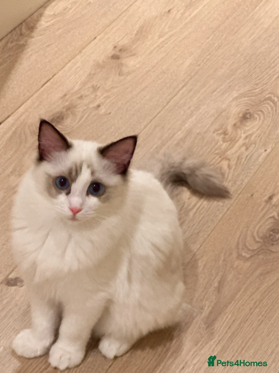 Ragdoll cats for sale: Ragdoll cats&kitten for sell  - Advert 2