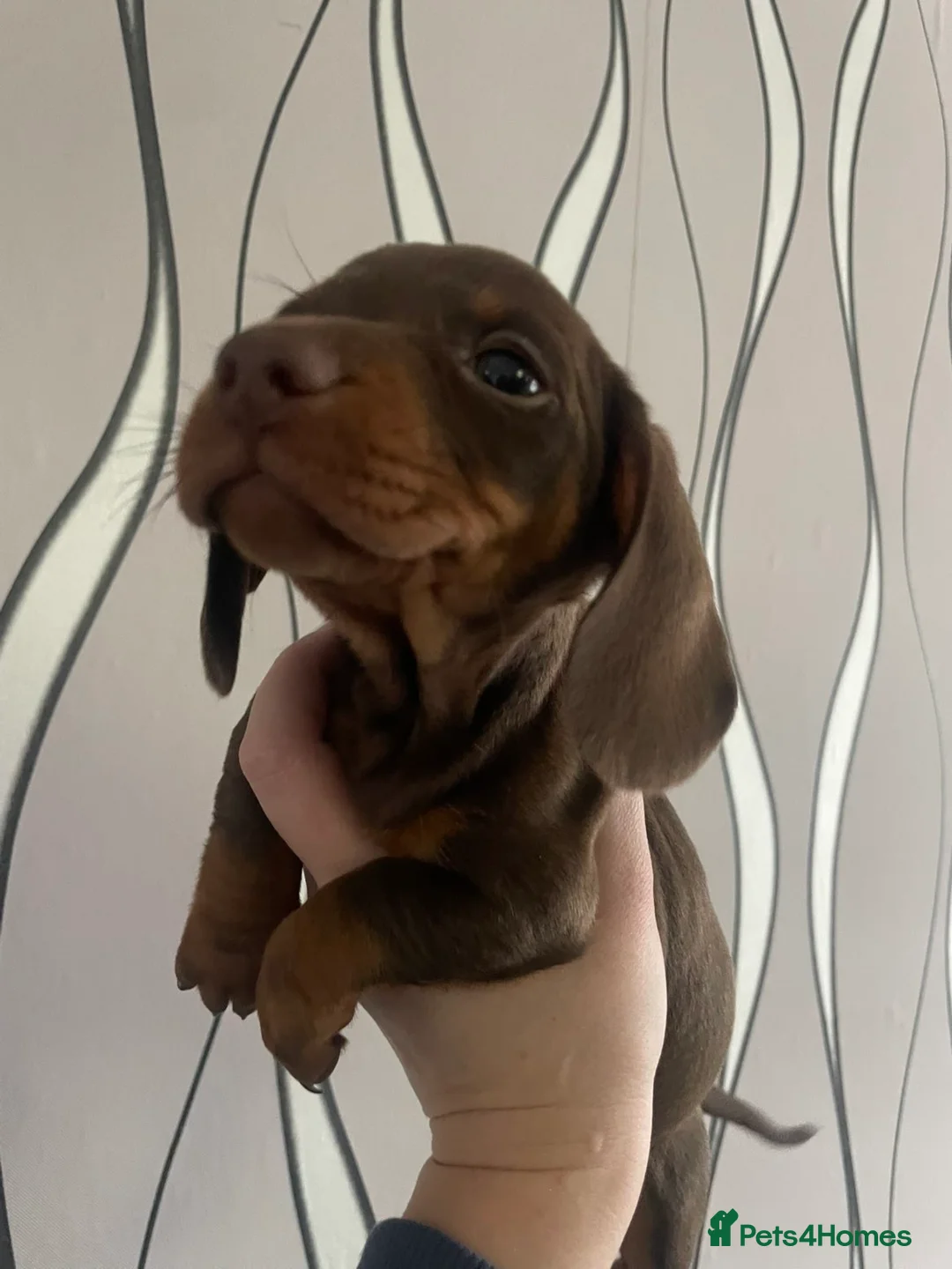 Dachshund dogs for sale: Dachshund puppies looking for forever homes🏡 - Advert 2