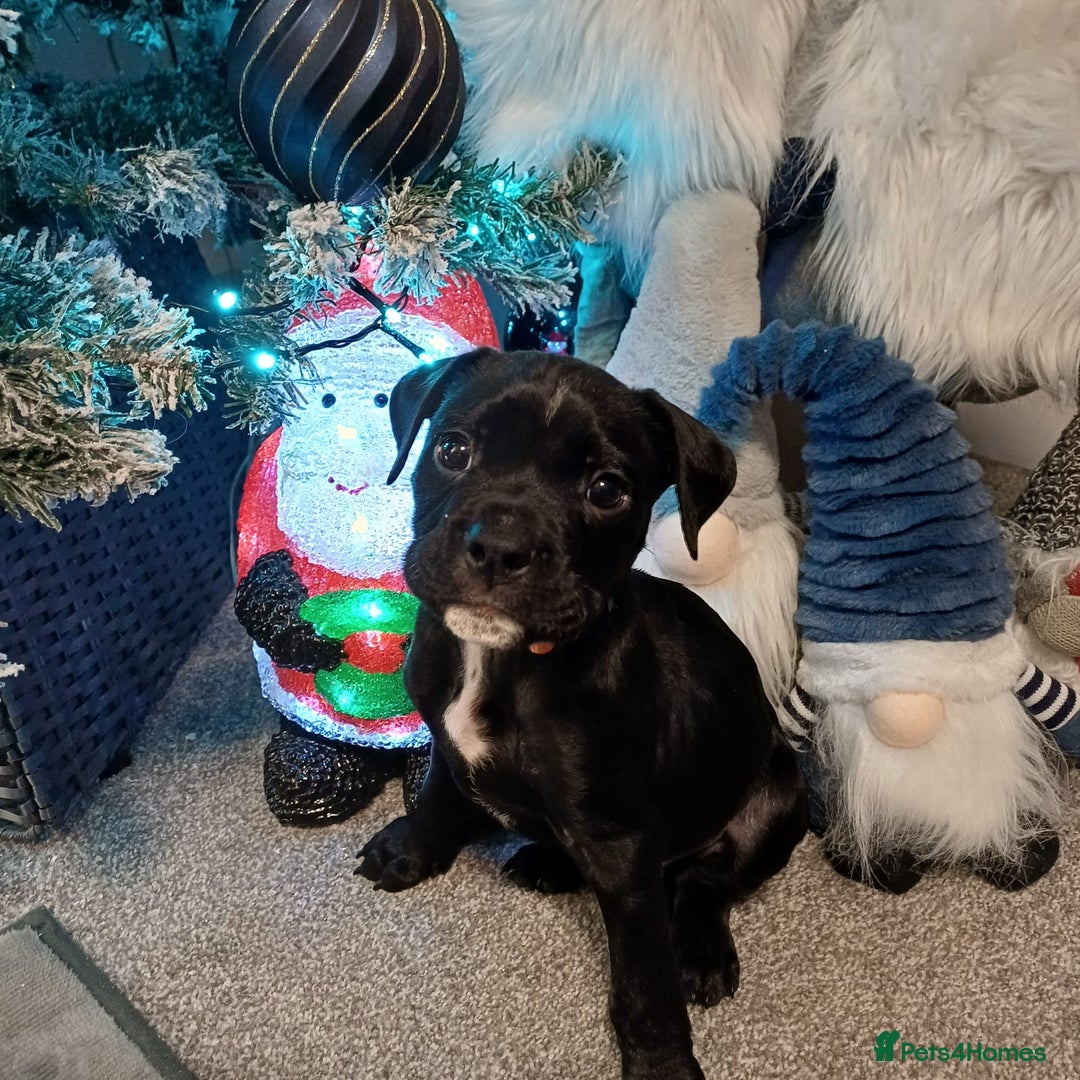 Mixed Breed dogs for sale: Staffy/English Bulldog puppies - Advert 6