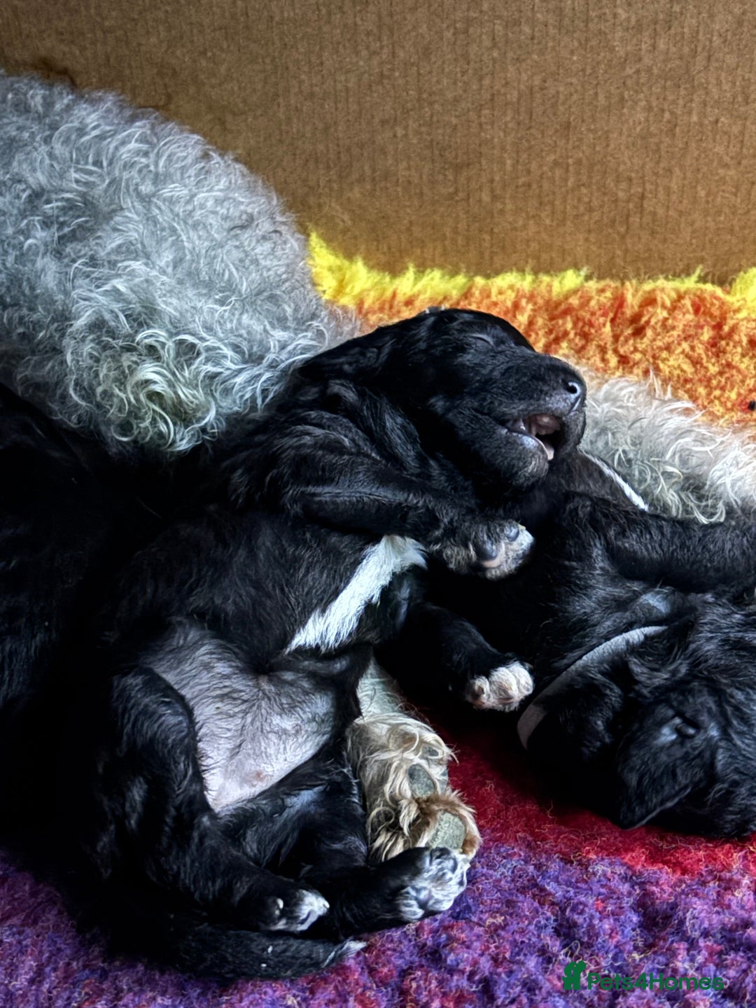 Bedlington Terrier dogs for sale: Beautiful baby Bedlington Terriers - Image 6