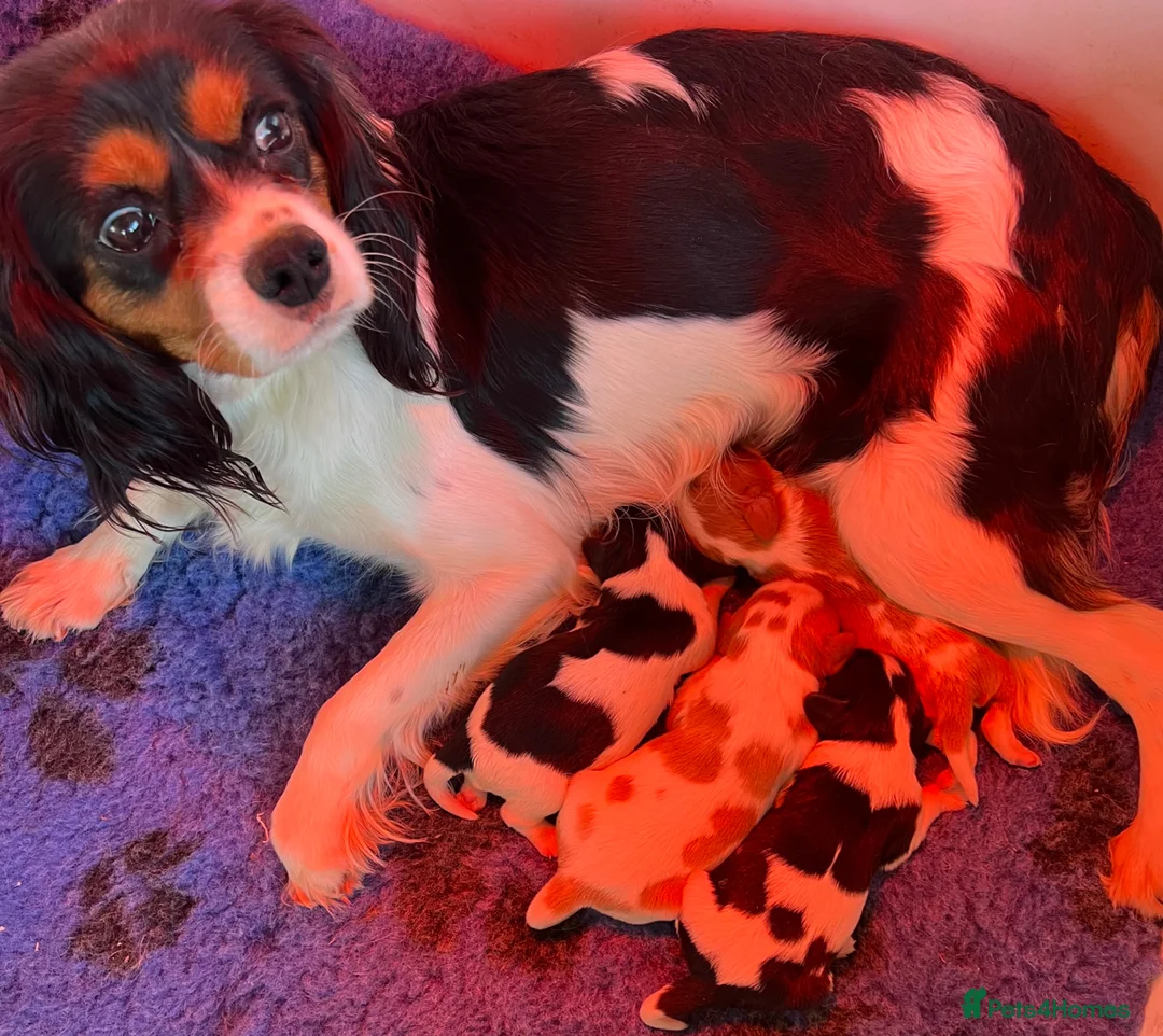 Cavalier King Charles Spaniel dogs for sale: Stunning Cavalier King Charles puppies  - Advert 25