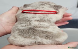 French Bulldog dogs for sale: French Bulldog Visual fluffies - Advert 13