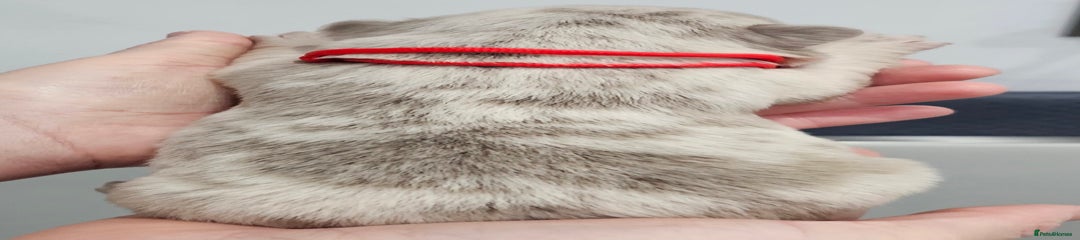 French Bulldog Puppy 2 - Red collar