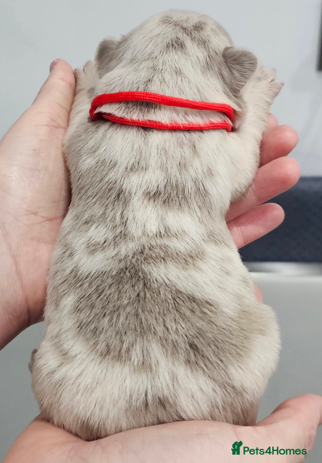 French Bulldog dogs for sale: French Bulldog Visual fluffies - Advert 13