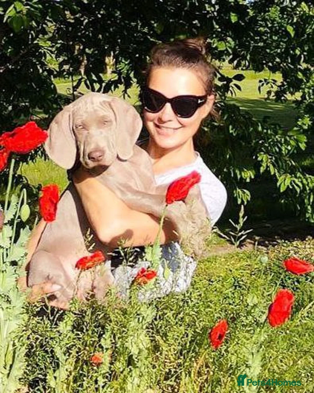 Weimaraner dogs for stud: 🌟Superb🌟Proven🌟Hip Scored🌟KC in Woodbridge - Advert 39