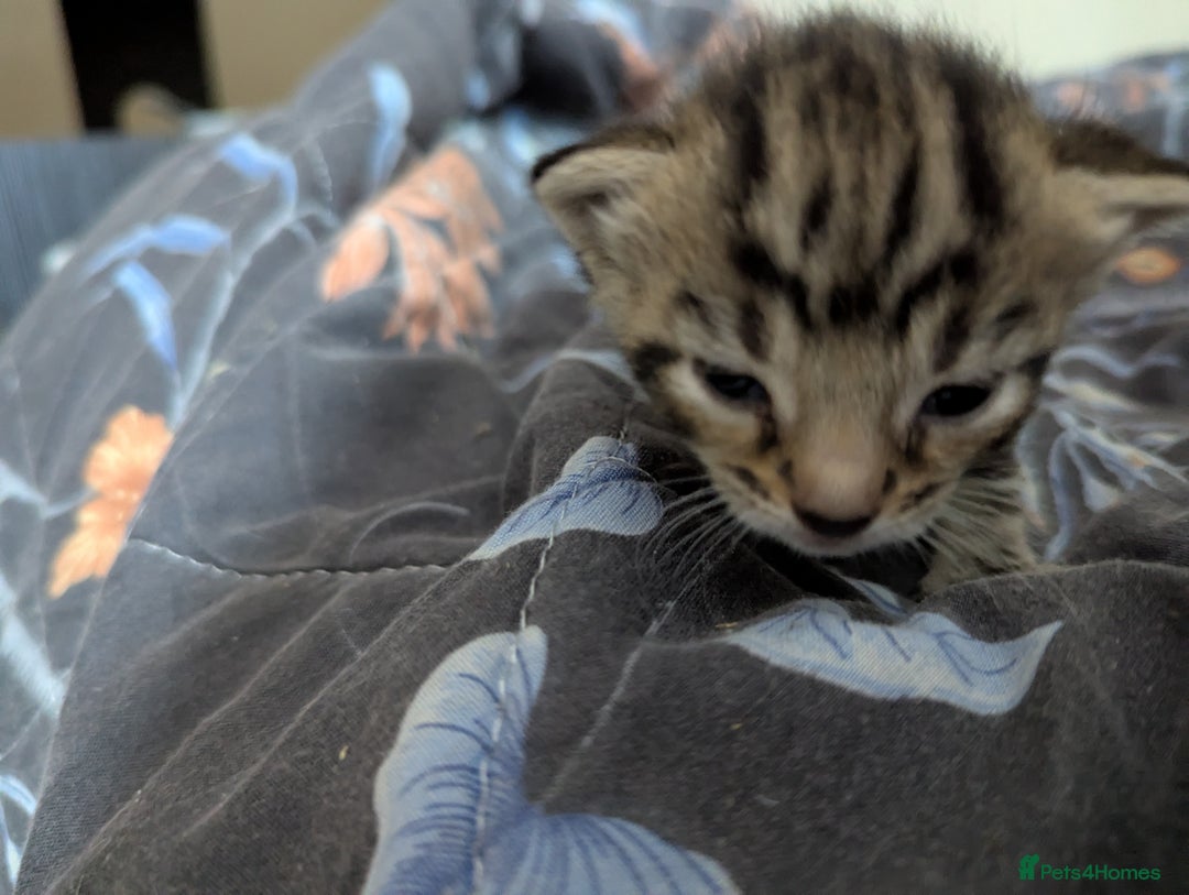 Mixed Breed cats for sale: Tabbies for sale (mixed breed) (8M/1F) - Image 7