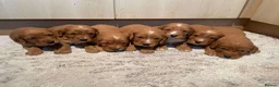 Cocker Spaniel dogs for stud: Dark red KC fully health tested working cockerstud in Sevenoaks - Advert 6