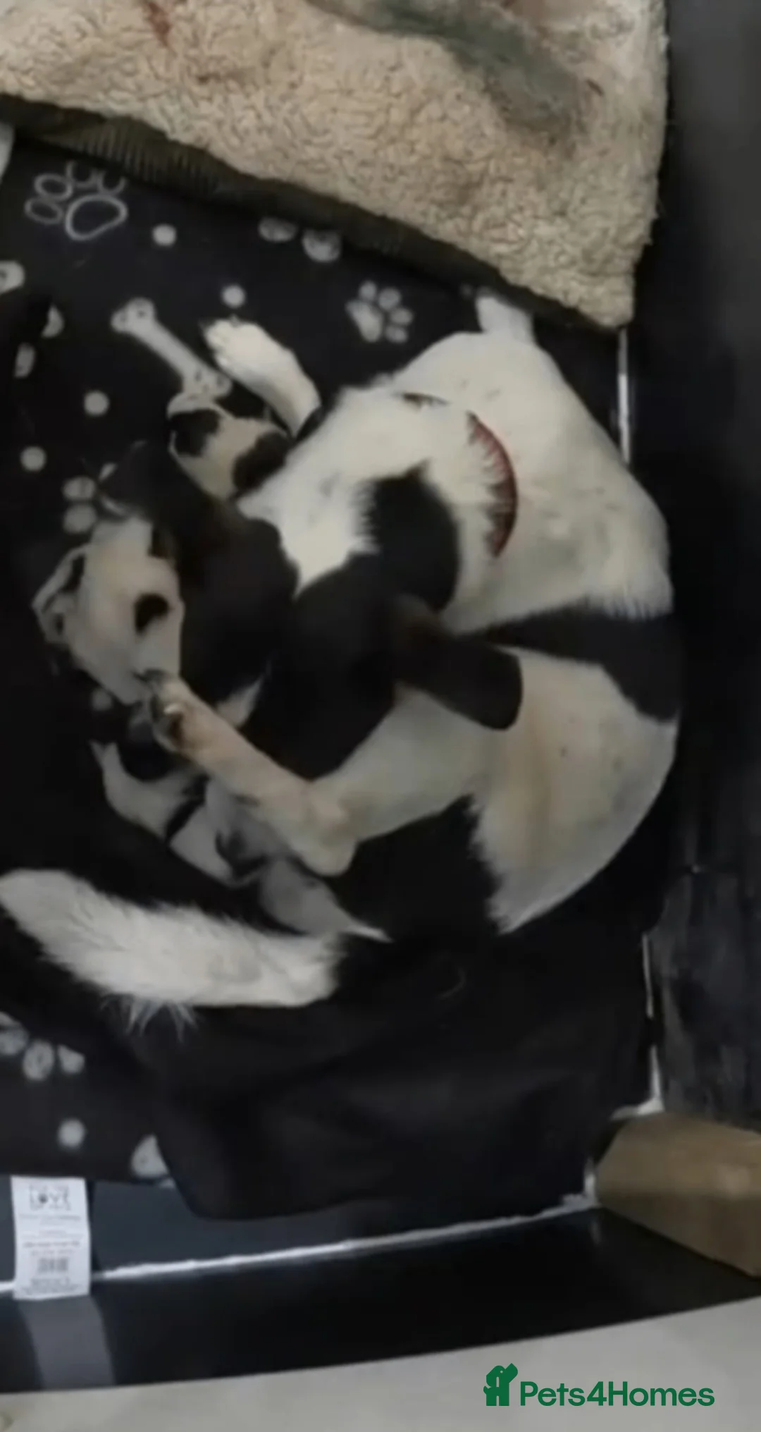 Jack Russell dogs for sale: Jack russel puppy  - Advert 9