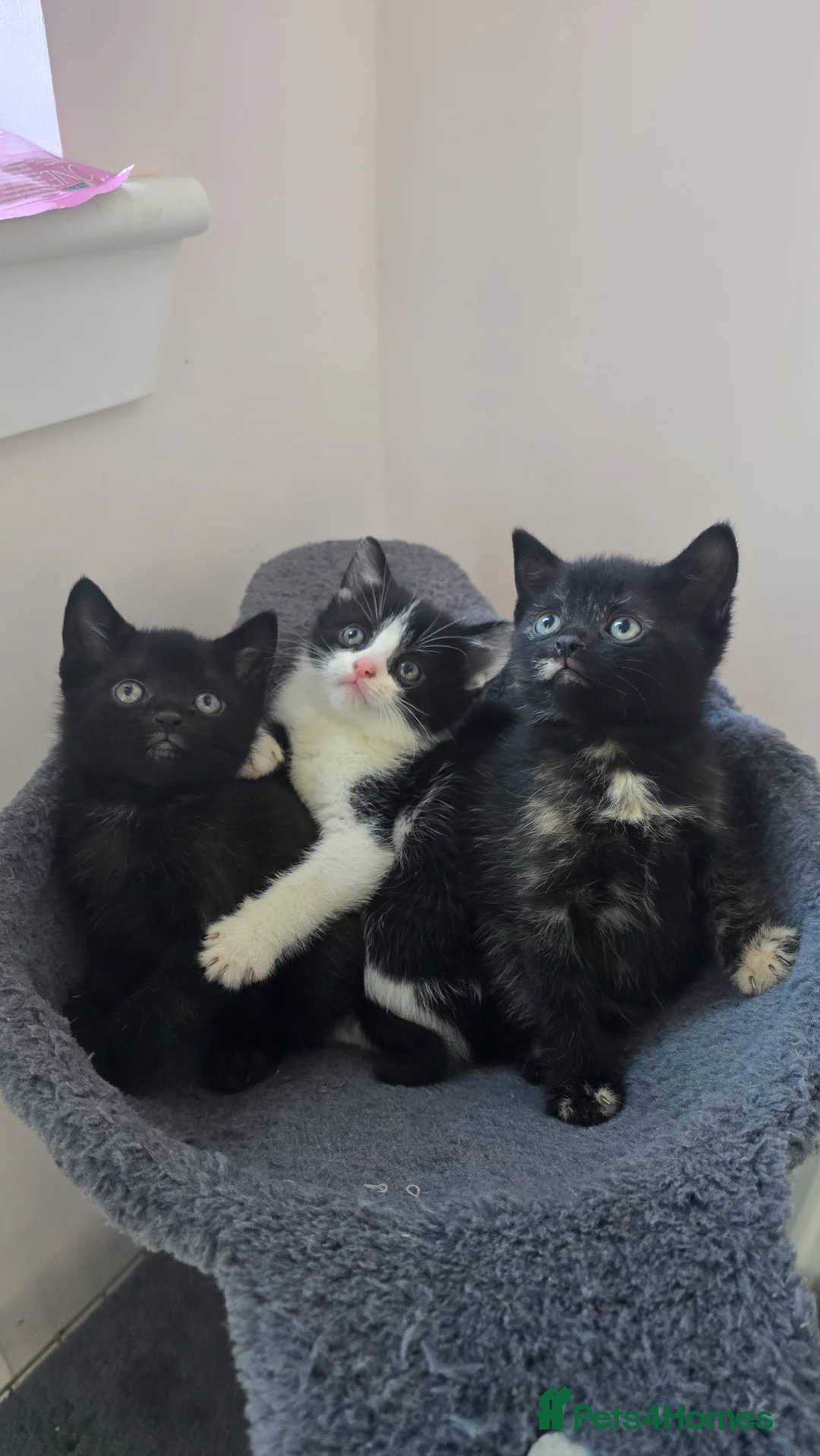 Mixed Breed cats for sale: Lovely 3 kittens 😸 2girls 1boy  - Advert 2