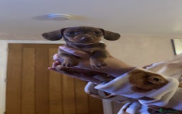Miniature Dachshund dogs for sale: Miniature Dachshund Puppies - Image 26
