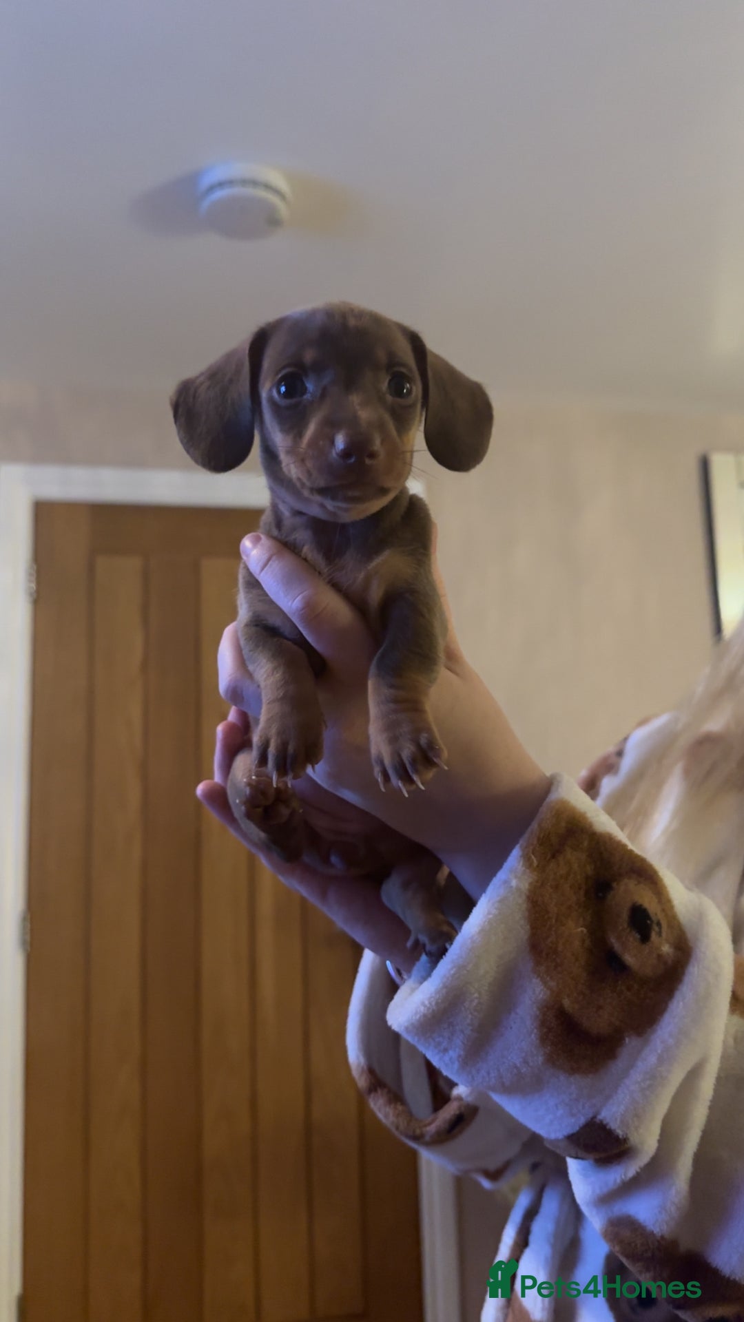 Miniature Dachshund dogs for sale: Miniature Dachshund Puppies - Image 26