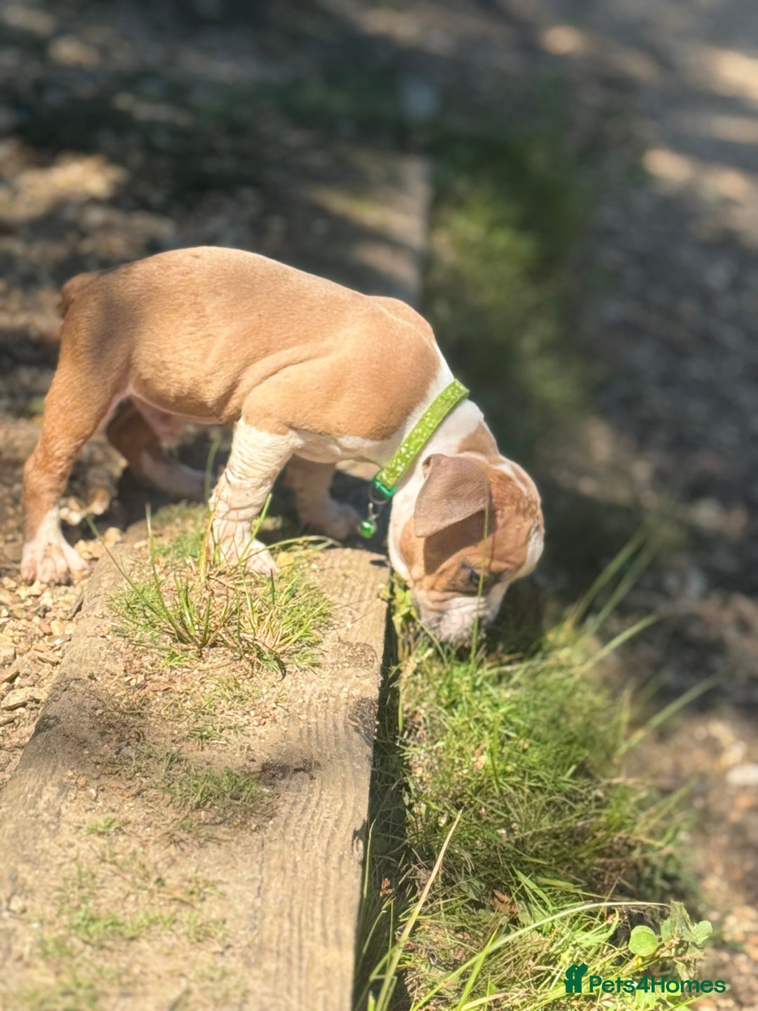 Old Tyme Bulldog dogs for sale: Old thyme bulldog puppy - Image 12