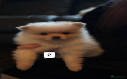 Pomeranian dogs for sale: Pomeranian puppies for sale - Advert 5