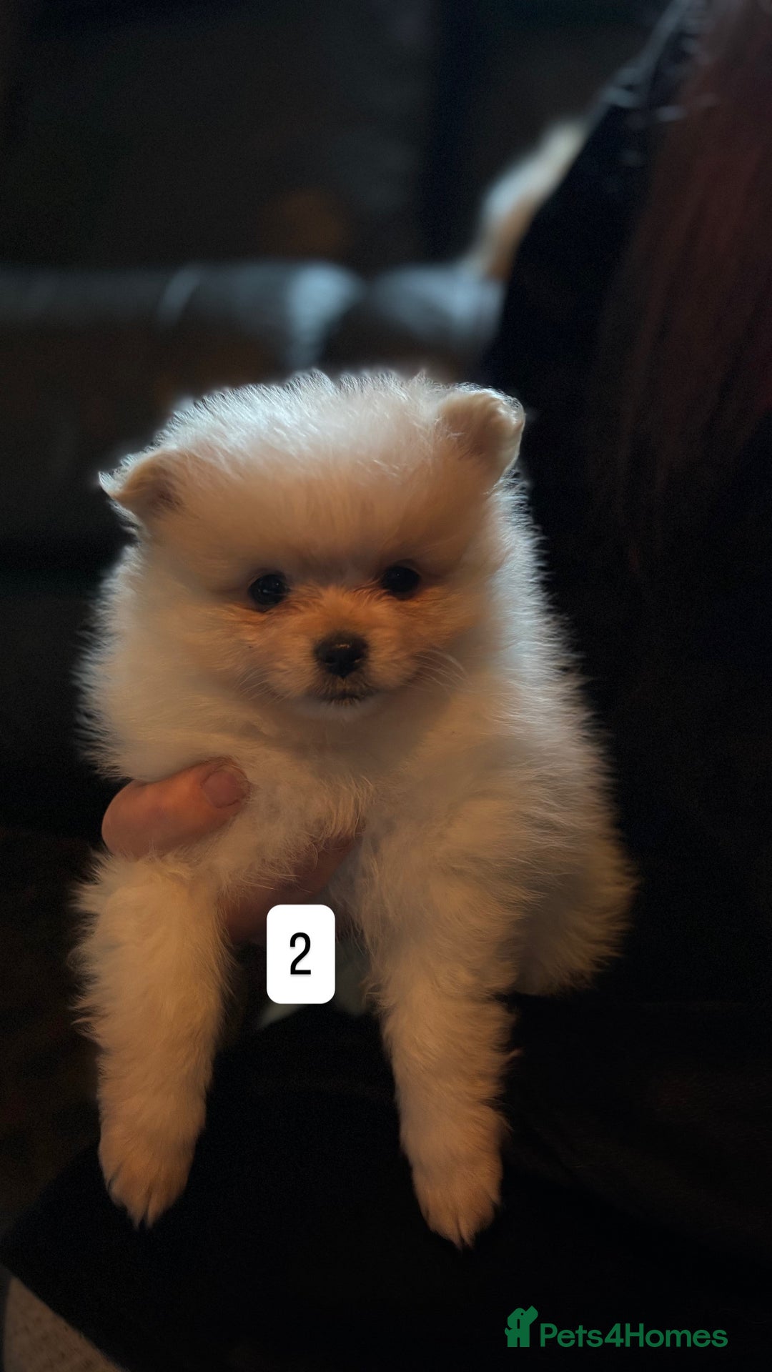 Pomeranian dogs for sale: Pomeranian puppies for sale - Advert 5