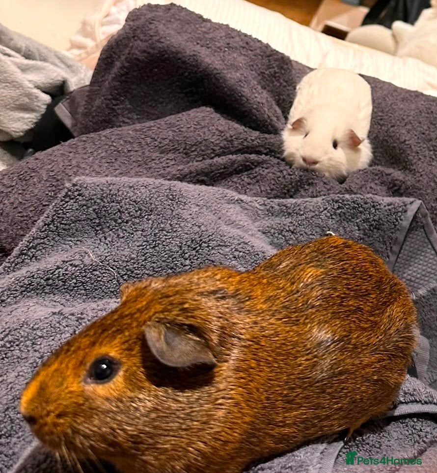 Guinea Pig rodents Two male guinea pigs with all accessories and cage - Advert 3