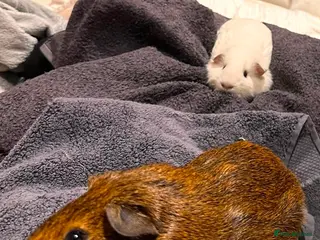 Guinea Pig rodents Two male guinea pigs with all accessories and cage - Advert 3