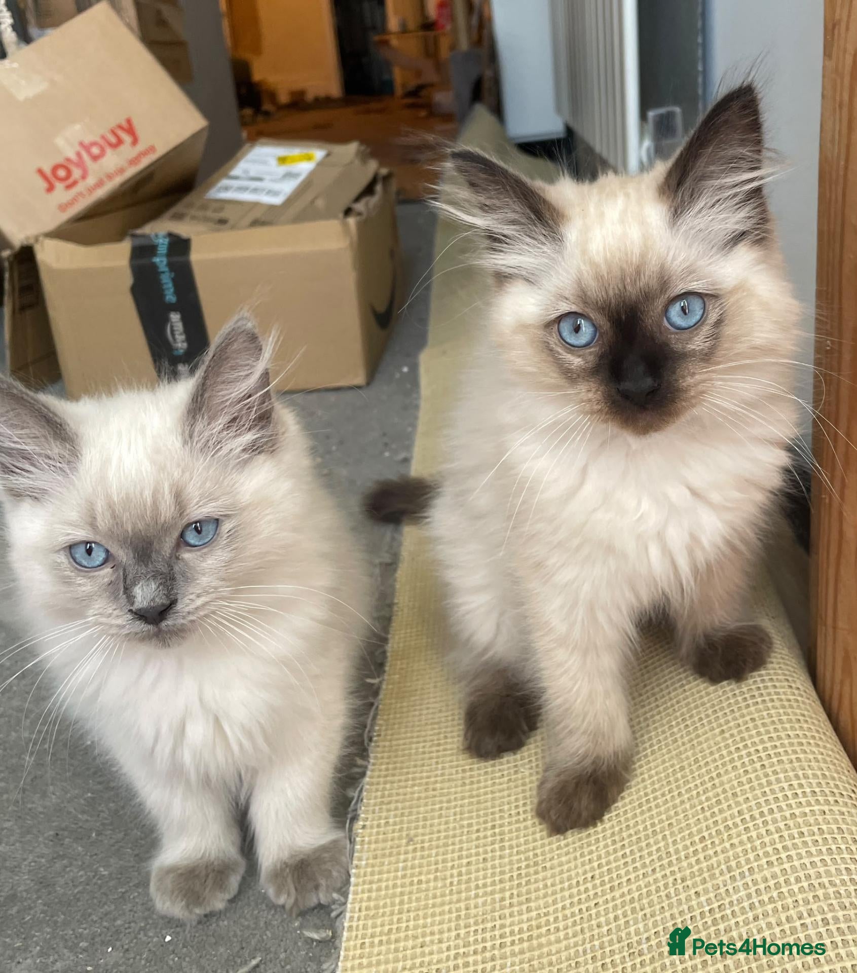 Ragdoll cats  🚨 THE LAST TWO: Ragdoll Brothers! ☯️ - Advert 8