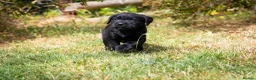 Labrador Retriever dogs for sale: KC Reg, Health Tested Girls - Advert 11