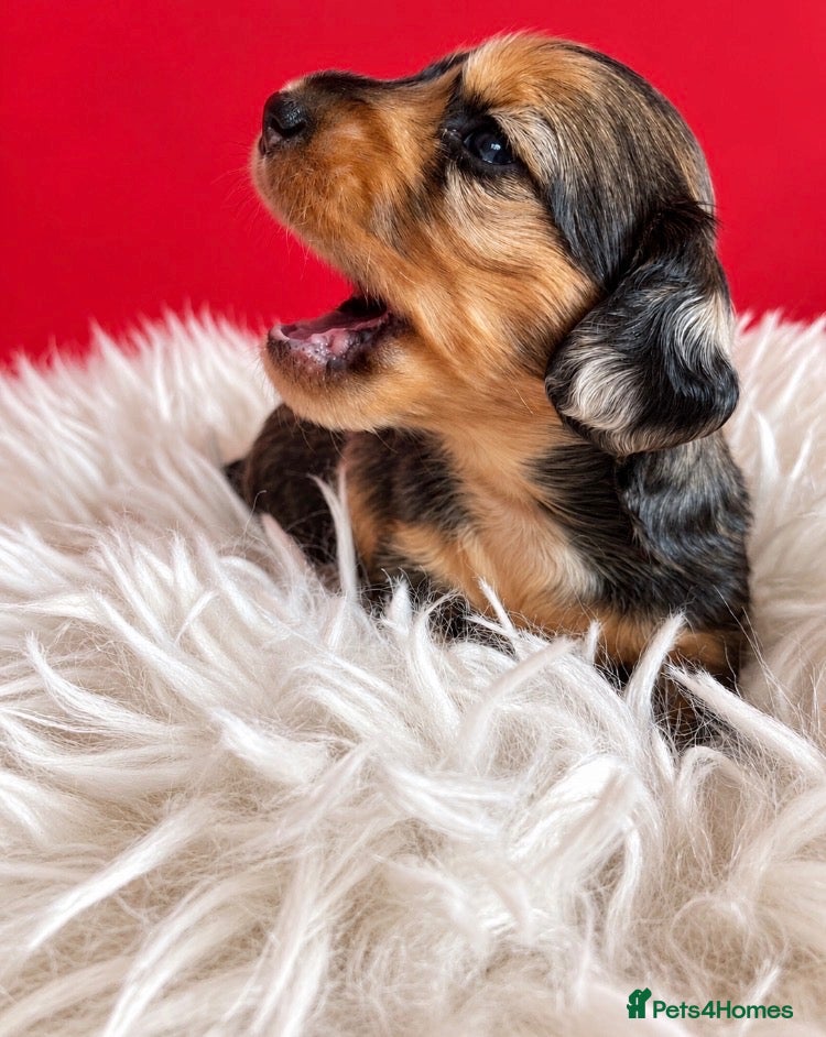 Miniature Dachshund dogs Miniature Dachshund Puppies Longhaired  - Advert 6