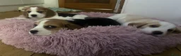 Beagle dogs for sale: Exceptional Breed Beagle Puppies - Advert 2