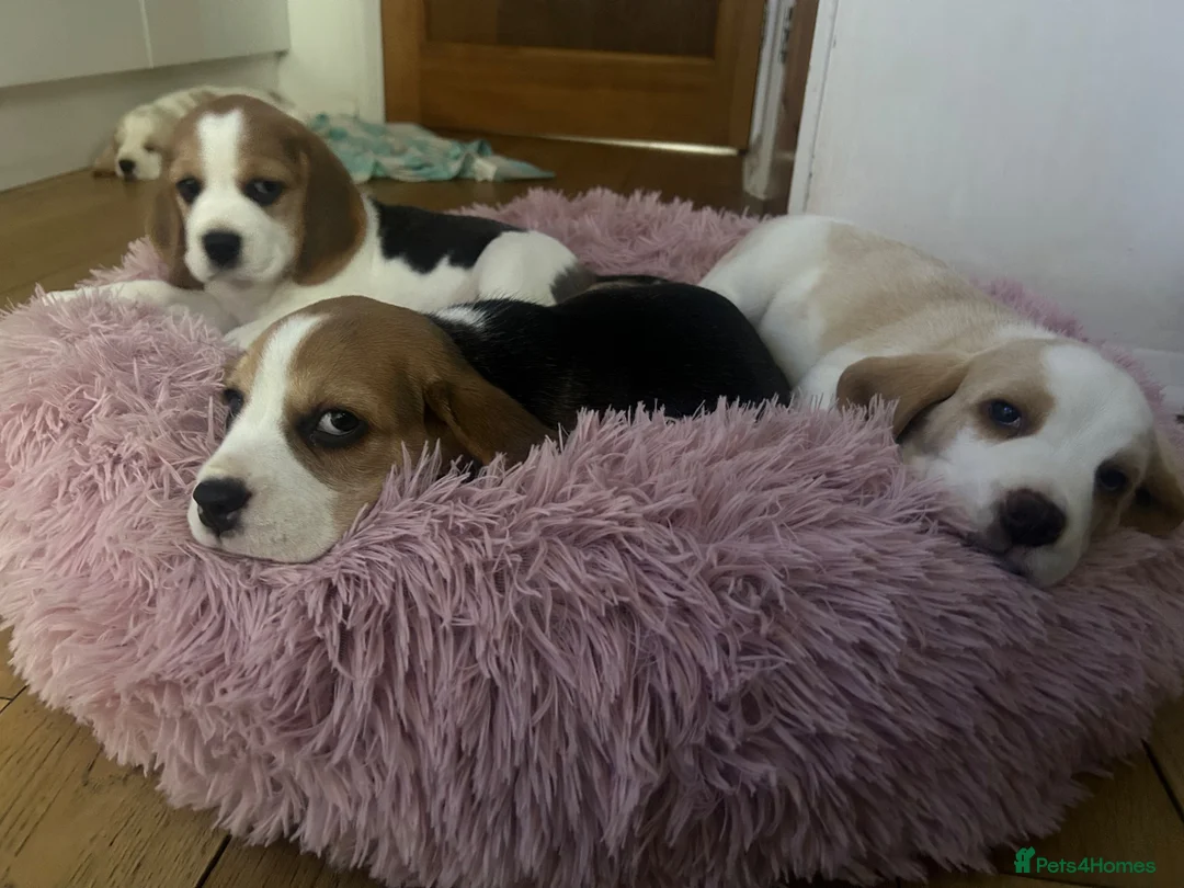 Beagle dogs for sale: Exceptional Breed Beagle Puppies - Advert 2