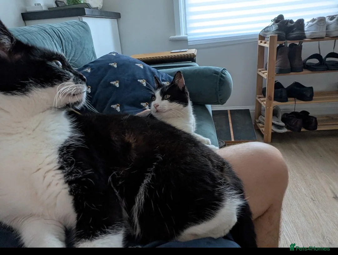 British Shorthair cats for sale: New home for Elvis and Tigger - Advert 1