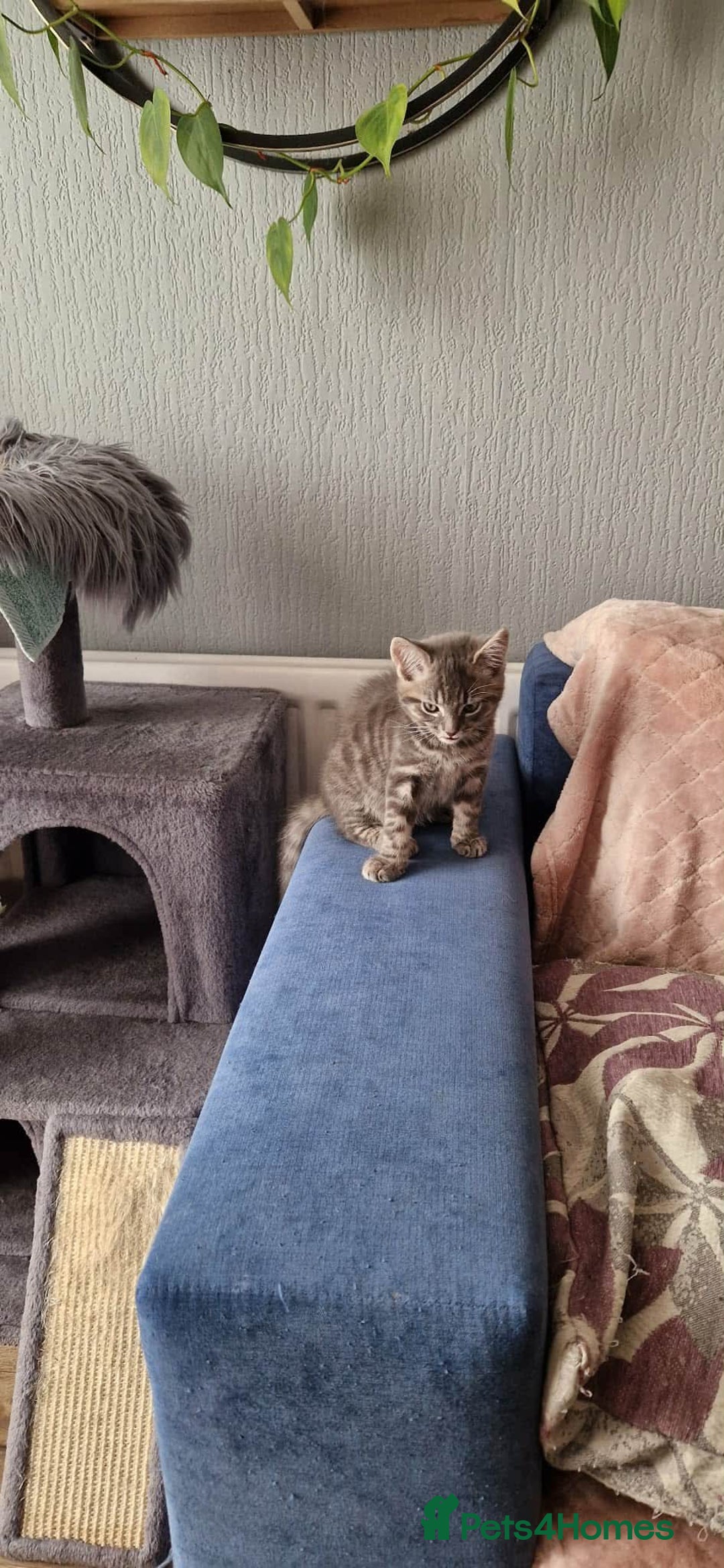 Mixed Breed cats for sale: 3 Mixed Kittens - Advert 5