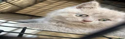 British Shorthair cats for sale: Adorable British Shorthair Kittens Ready to go - Advert 7