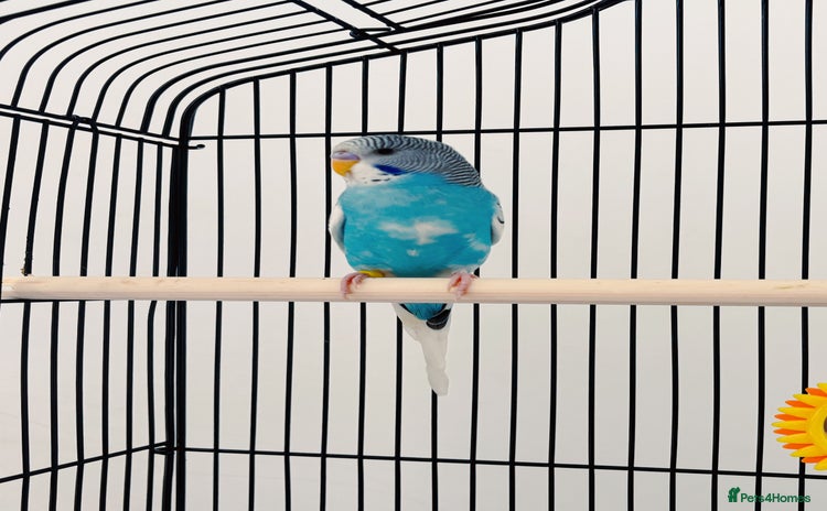 Budgerigars birds - Advert 1