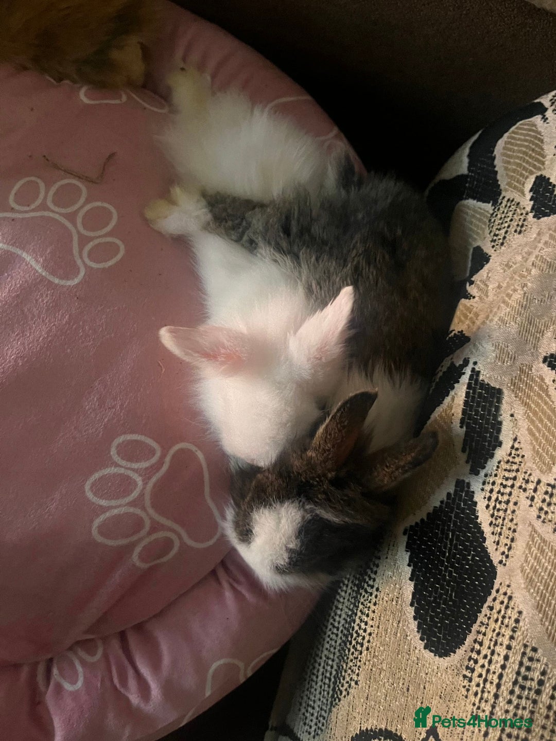 Lionhead rabbits for sale: Double-Maned Lionhead’s for sale 🐰❤️ - Image 14