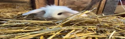 Mini Lop rabbits for sale: Gorgeous pure Mini lops and mini lion lops  - Advert 24