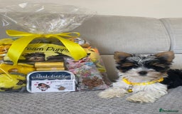 Yorkshire Terrier dogs for sale: Beautiful very small xxxs Biewer Yorkshire Terrier - Image 14