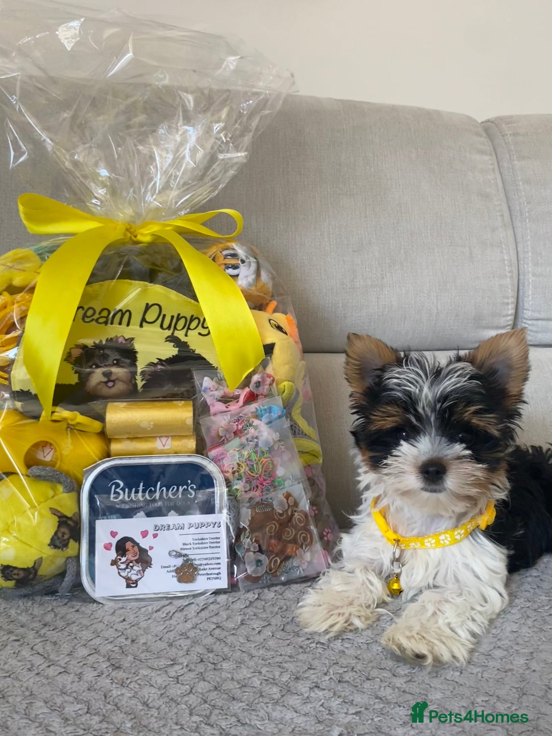 Yorkshire Terrier dogs for sale: Beautiful very small xxxs Biewer Yorkshire Terrier - Image 14