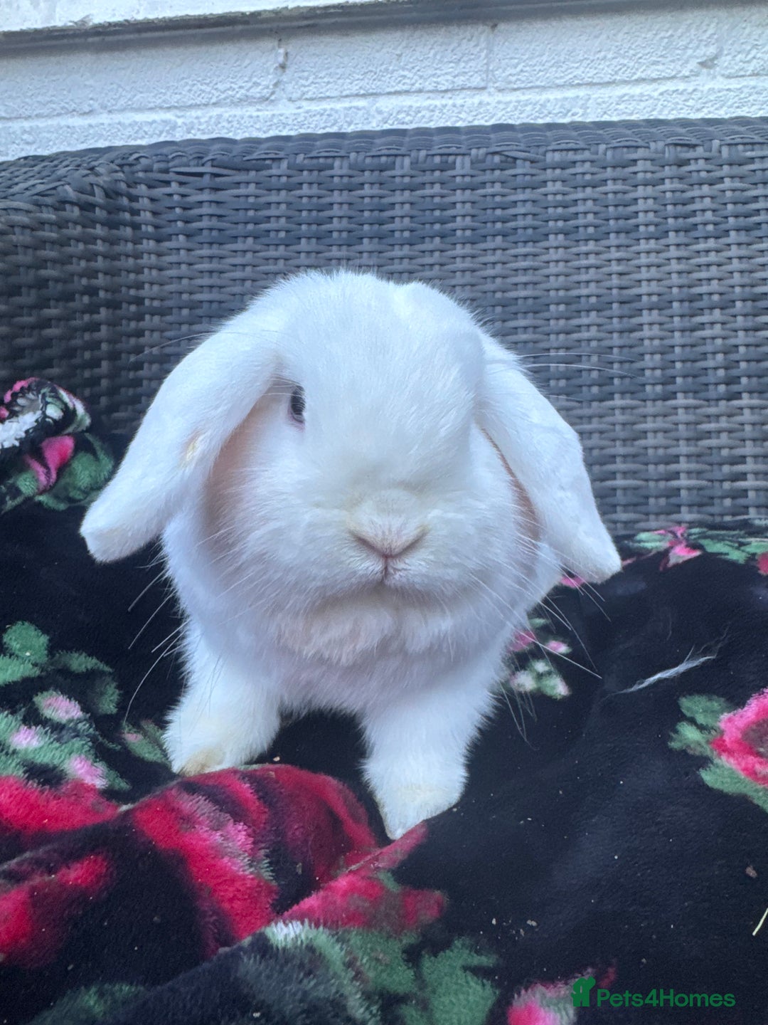 Mini Lop rabbits for sale: Miniature Lop - Image 7