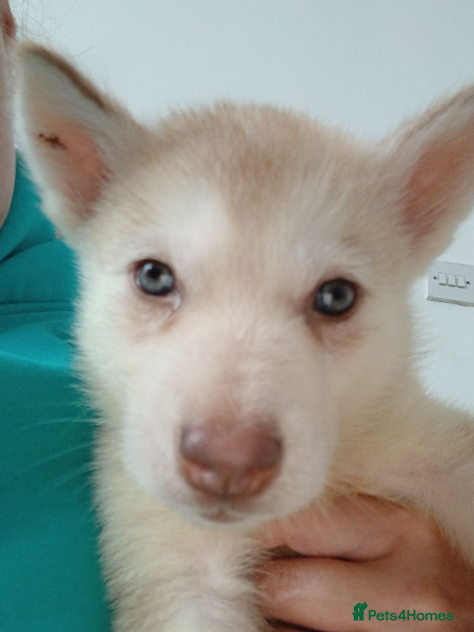 Siberian Husky dogs 2 LEFT REDUCED Stunning Siberian Husky Puppies - Advert 2
