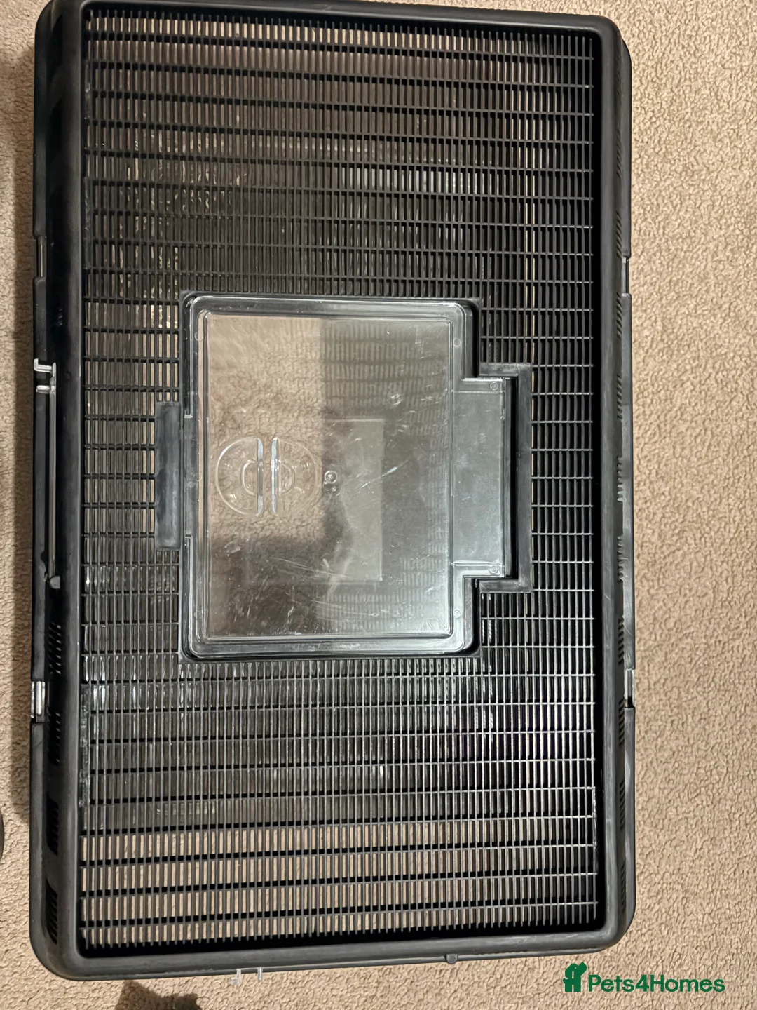 Corn Snake reptiles for sale: Corn snake for sale  - Advert 7