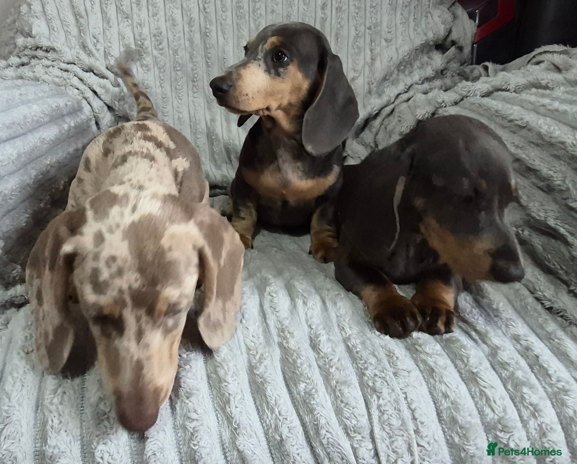 Miniature Dachshund dogs Miniature Dachshund puppies - Advert 2